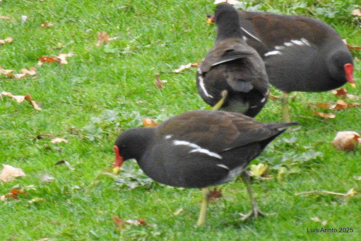 Eurasian Moorhen - ML645341994