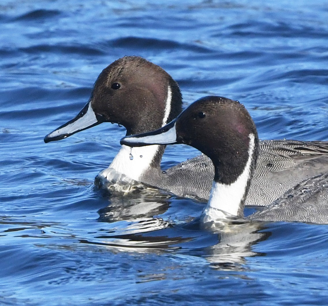 Northern Pintail - ML645341999