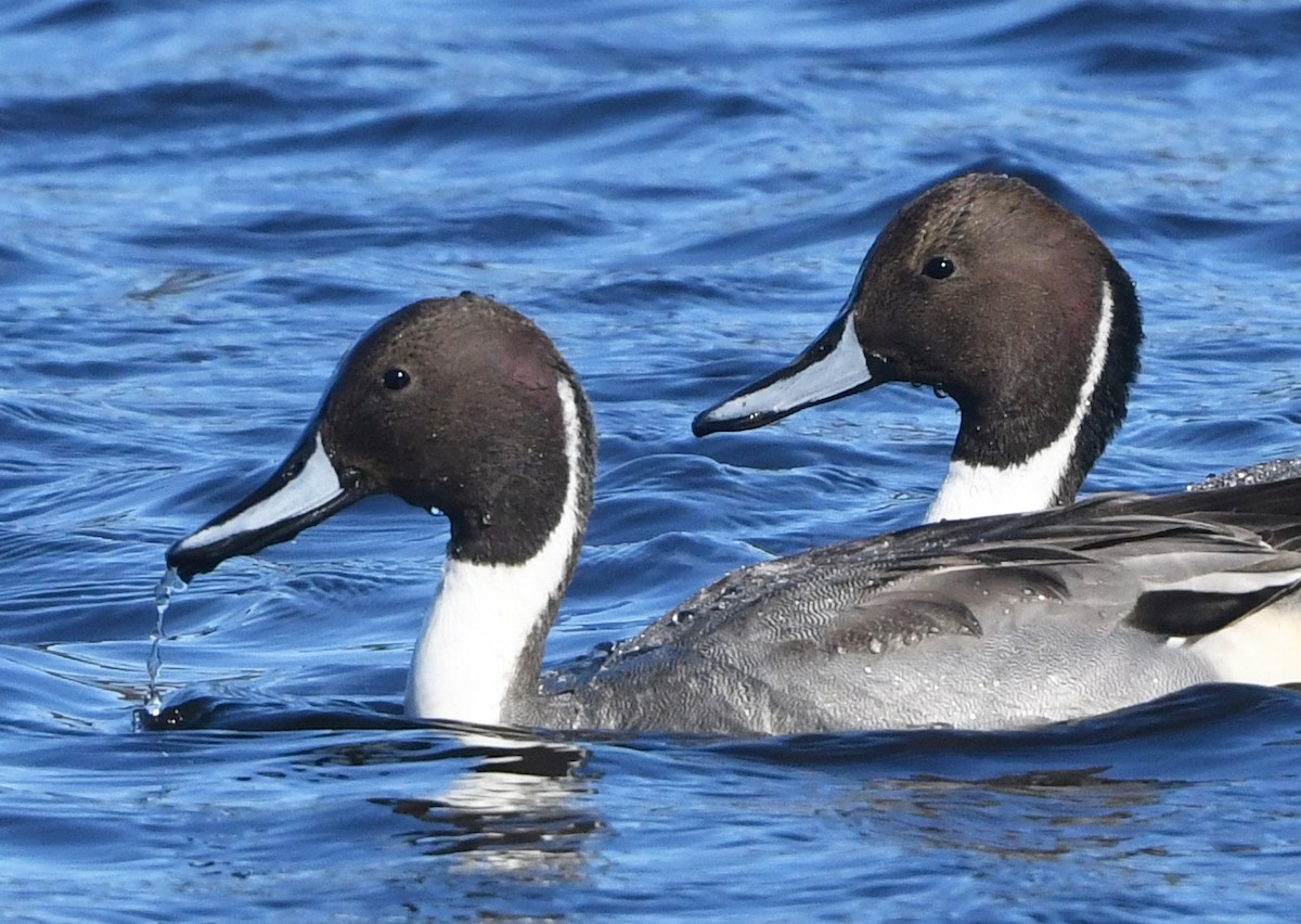 Northern Pintail - ML645342000