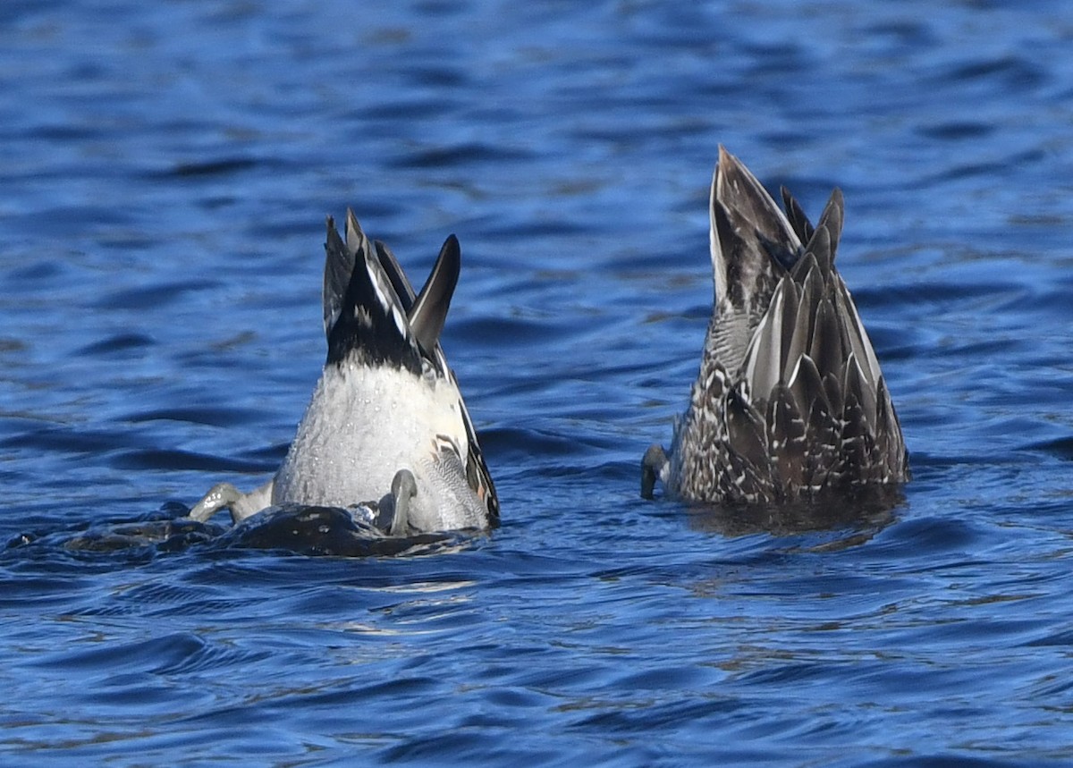 Northern Pintail - ML645342001