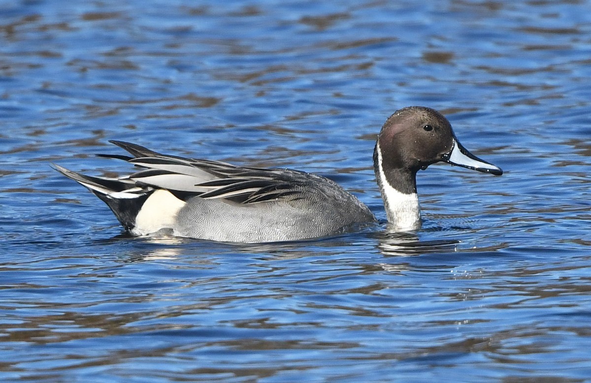 Northern Pintail - ML645342002