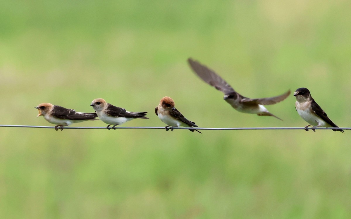 Fairy Martin - ML645342003