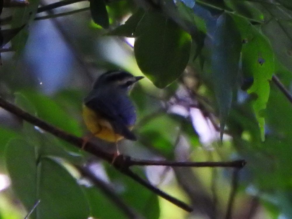 Golden-crowned Warbler - ML645342006