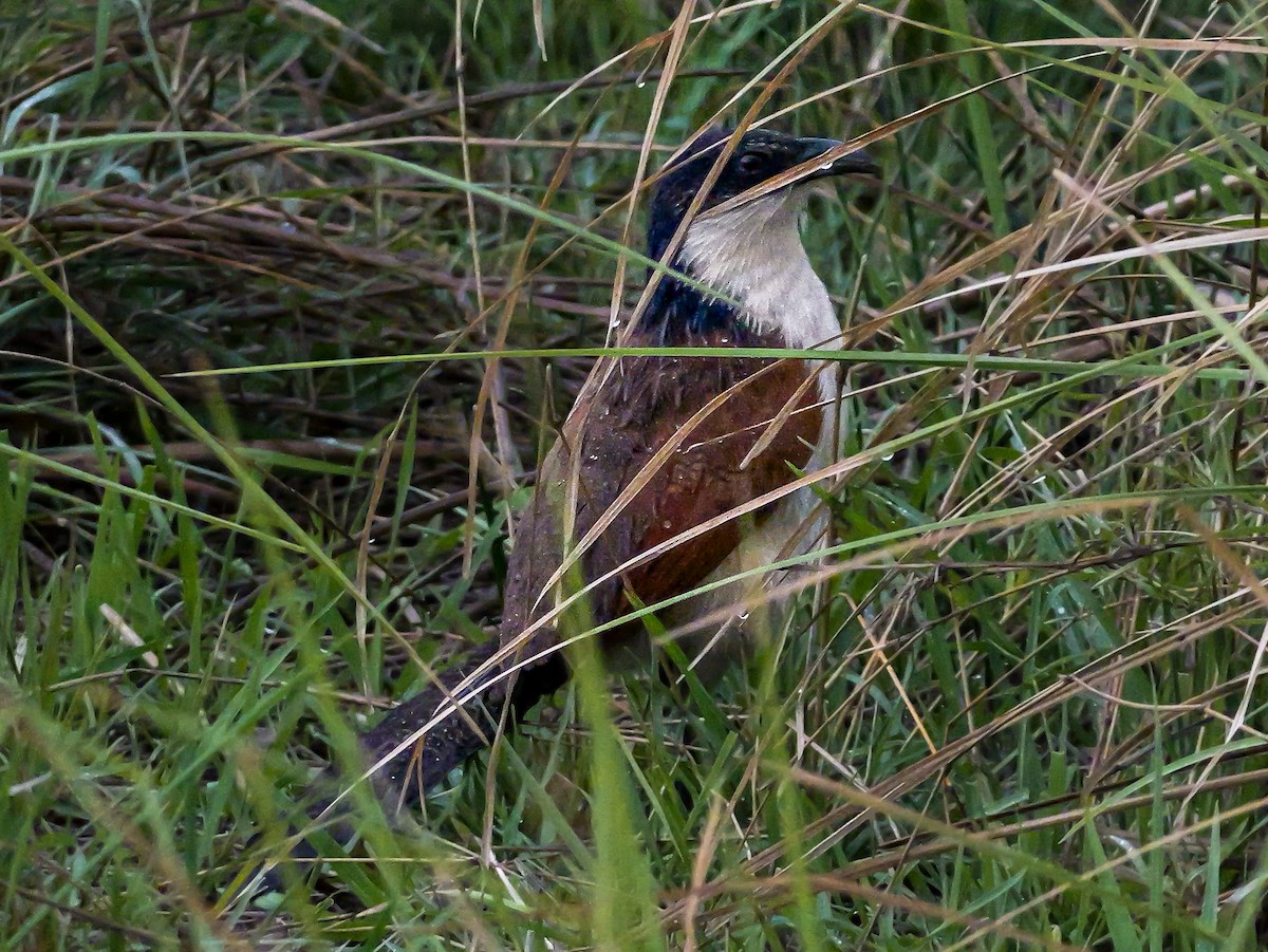 kobberstjertsporegjøk - ML645342007