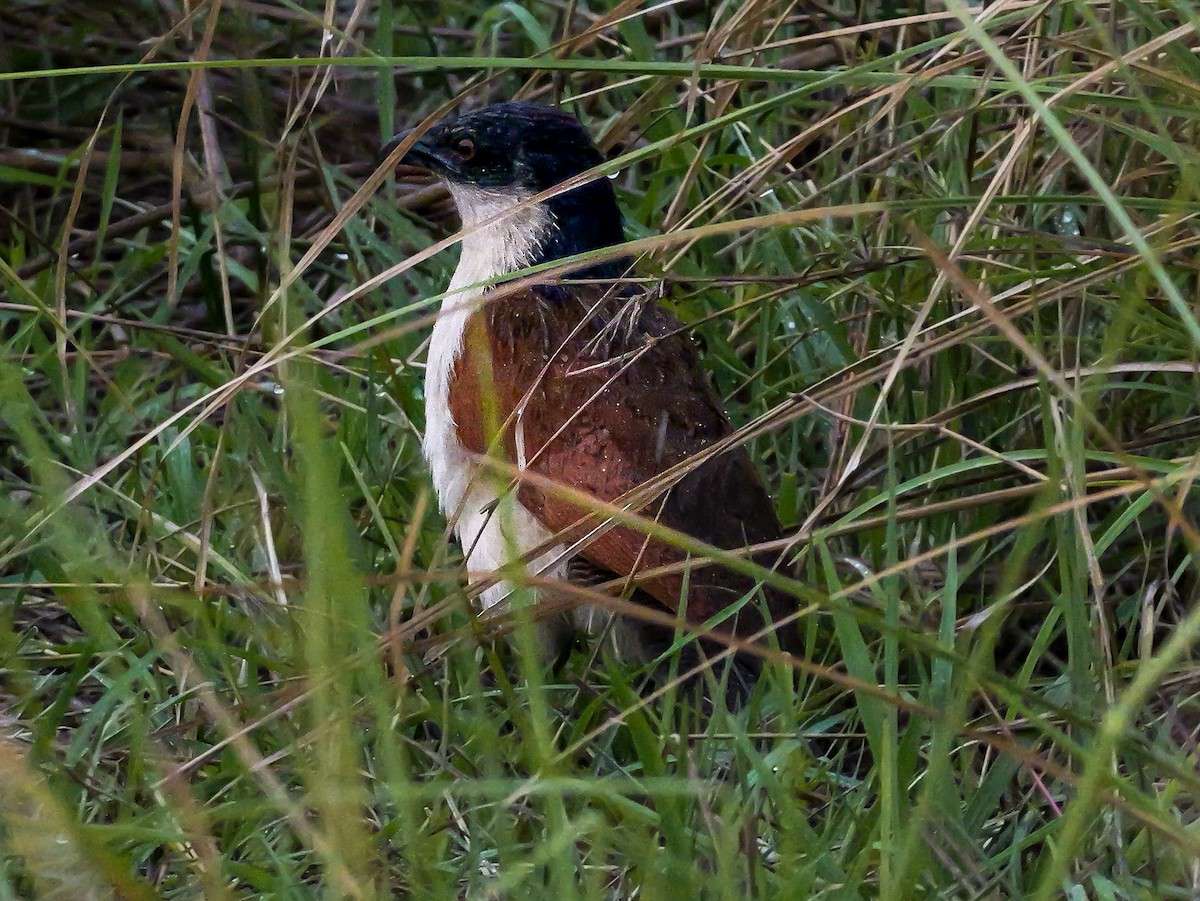 kobberstjertsporegjøk - ML645342008