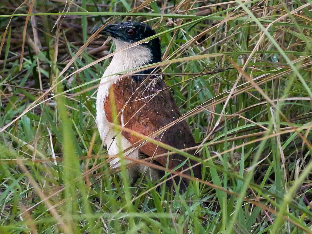 kobberstjertsporegjøk - ML645342009