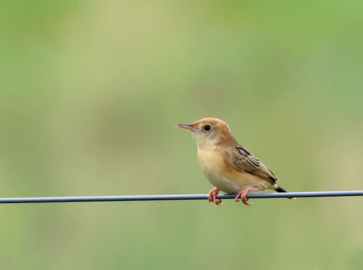 Golden-headed Cisticola - ML645342015
