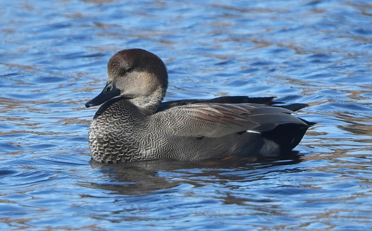 Gadwall - ML645342025