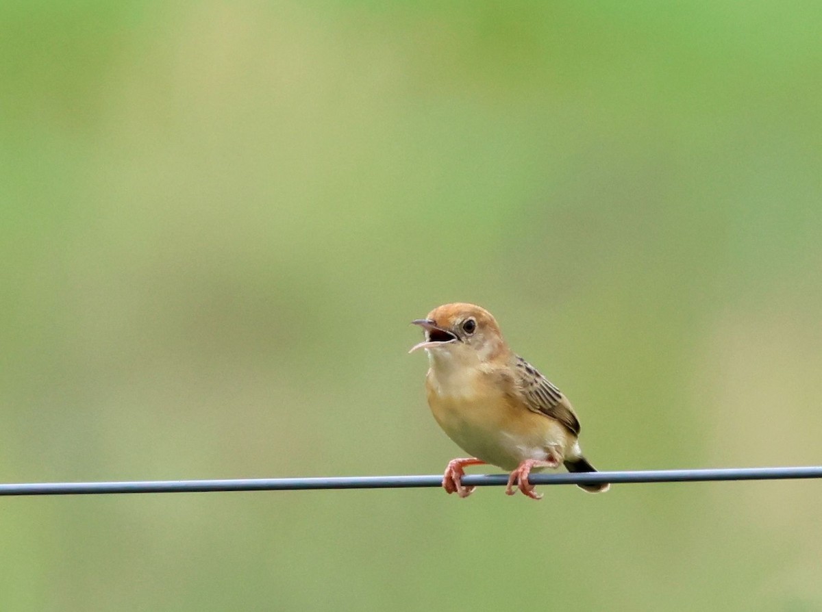 Golden-headed Cisticola - ML645342033