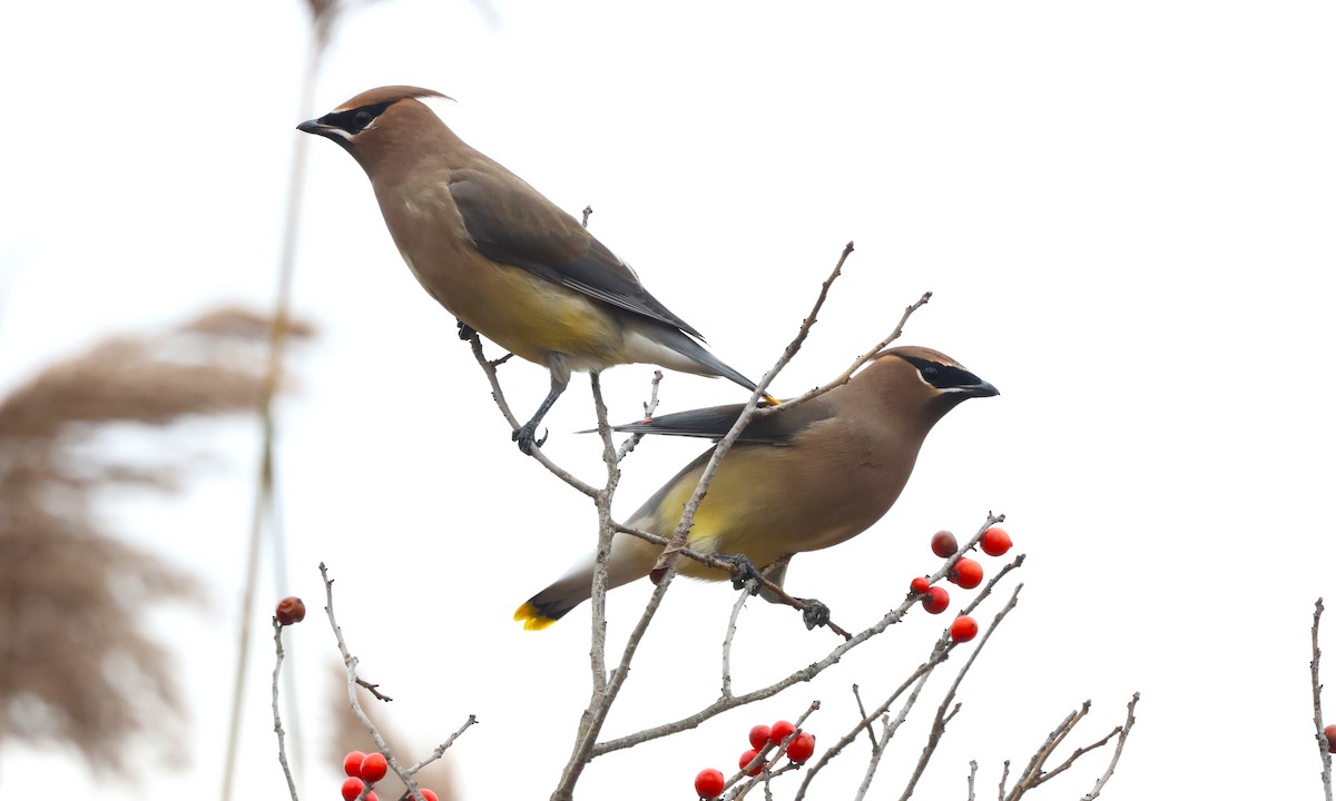 Cedar Waxwing - ML645342050