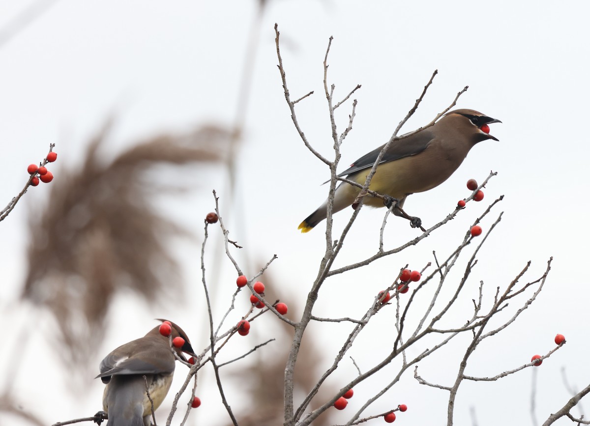 Cedar Waxwing - ML645342051