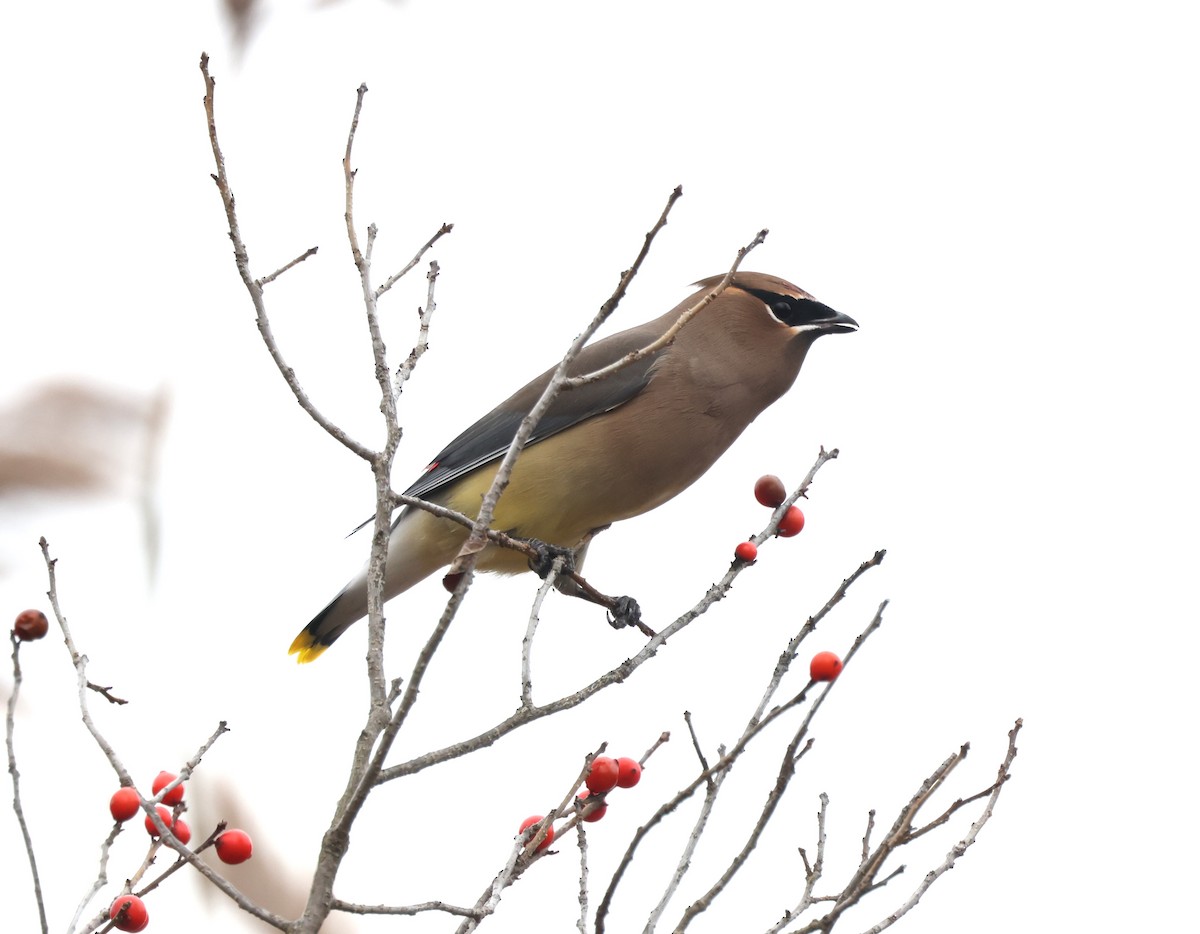 Cedar Waxwing - ML645342053