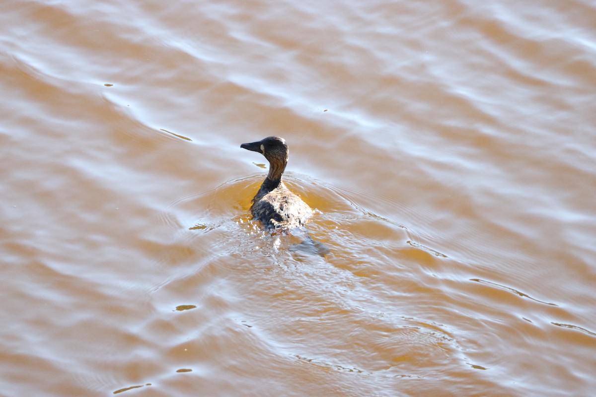 White-backed Duck - ML645342060