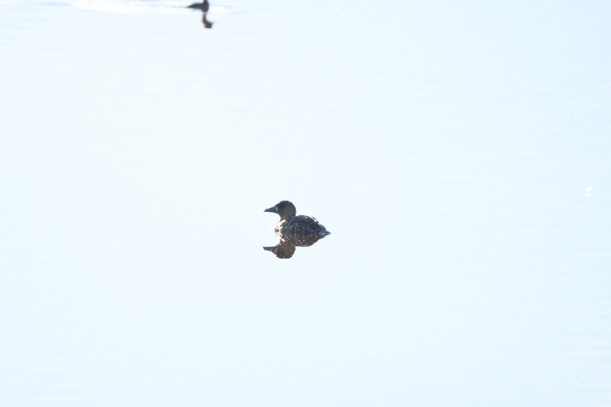 White-backed Duck - ML645342061