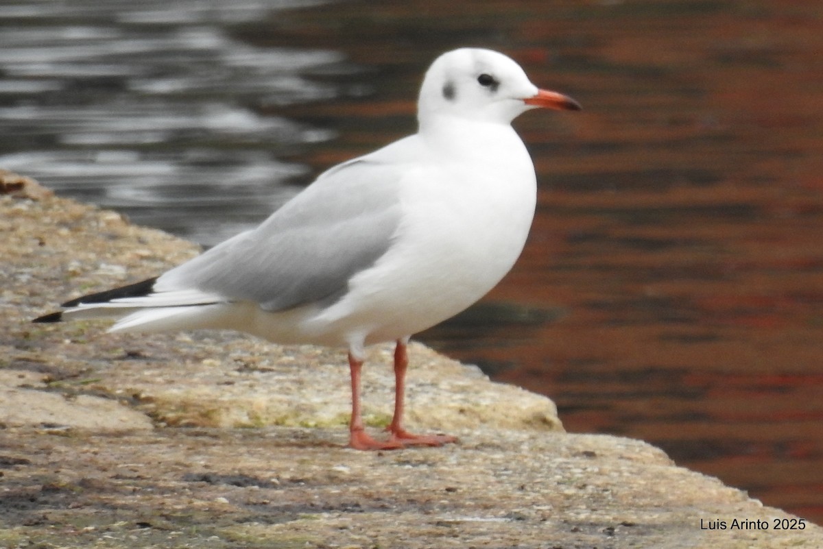 Black-headed Gull - ML645342064