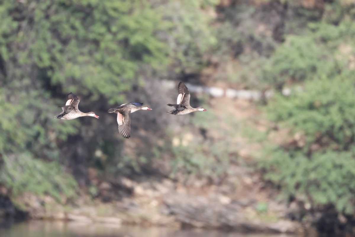 Ánade Piquirrojo - ML645342094