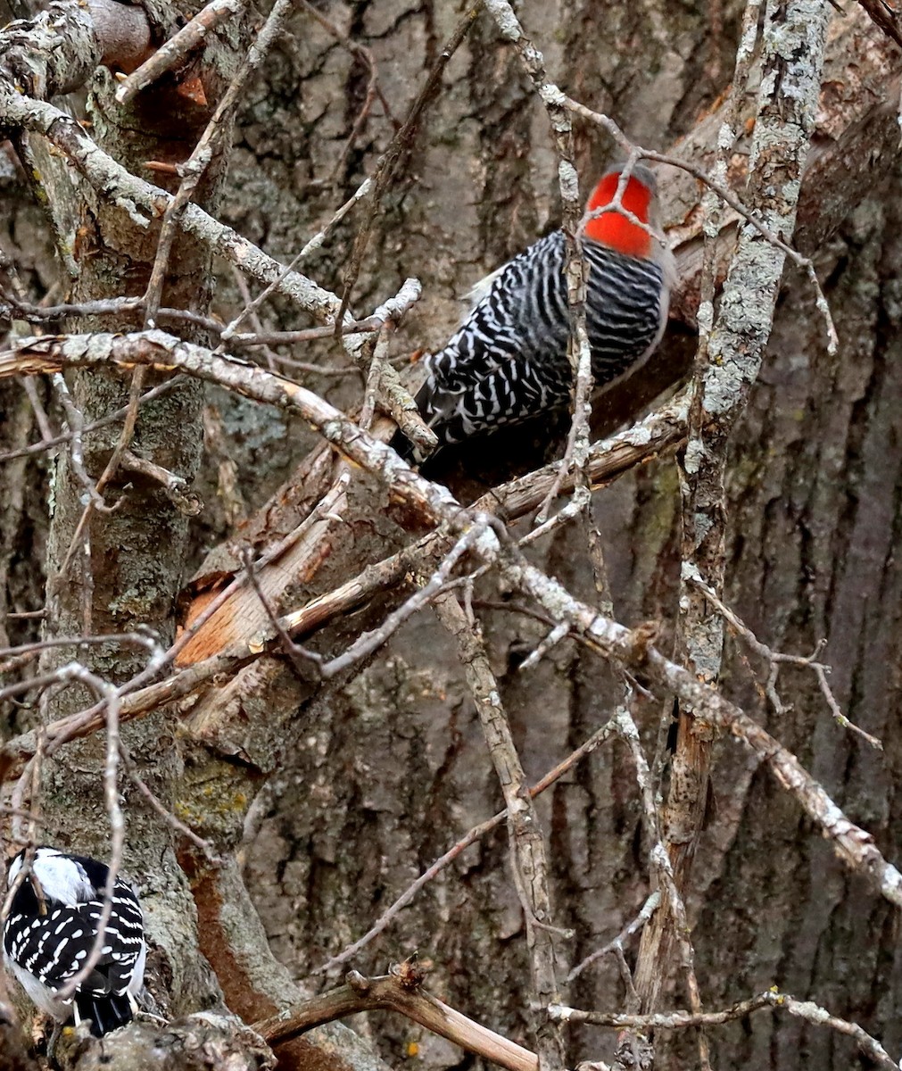 Red-bellied Woodpecker - ML645342095
