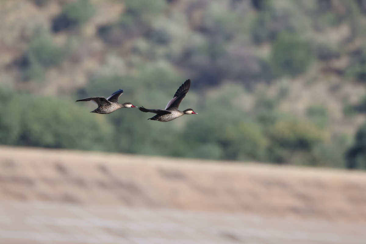 Ánade Piquirrojo - ML645342096