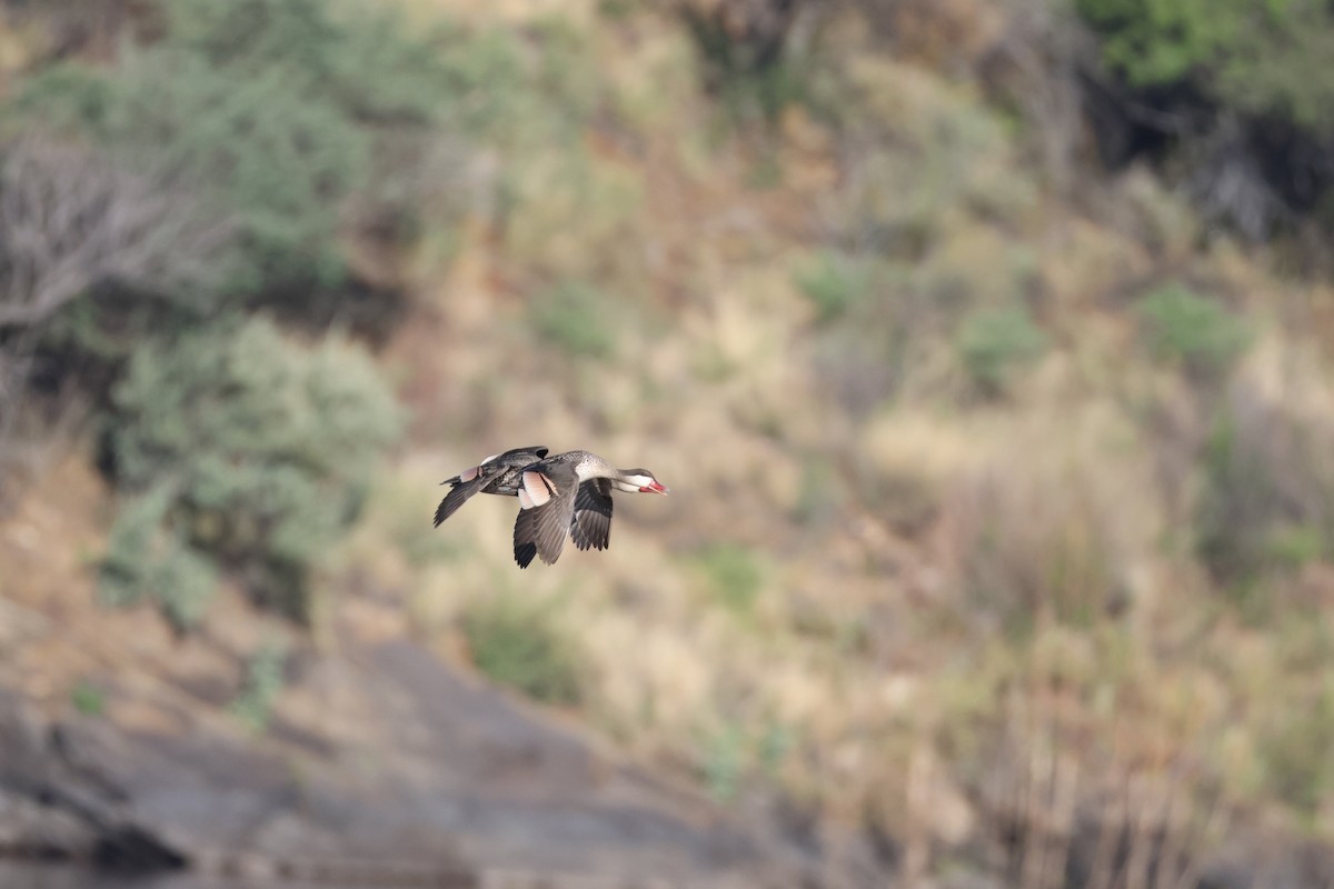 Ánade Piquirrojo - ML645342097