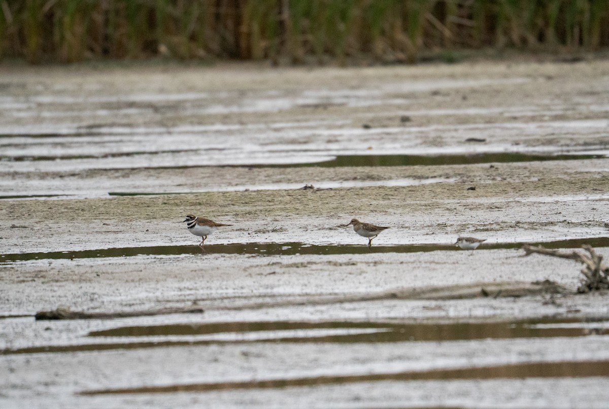 Killdeer - ML645342101