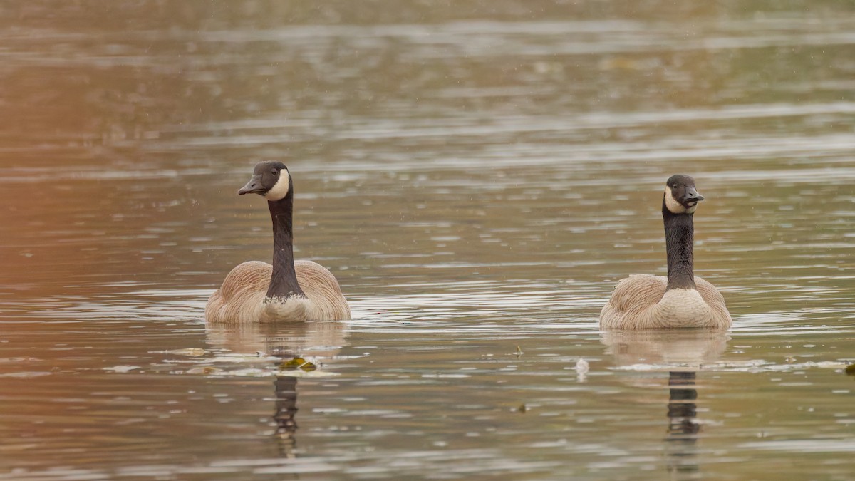 Canada Goose - ML645342103