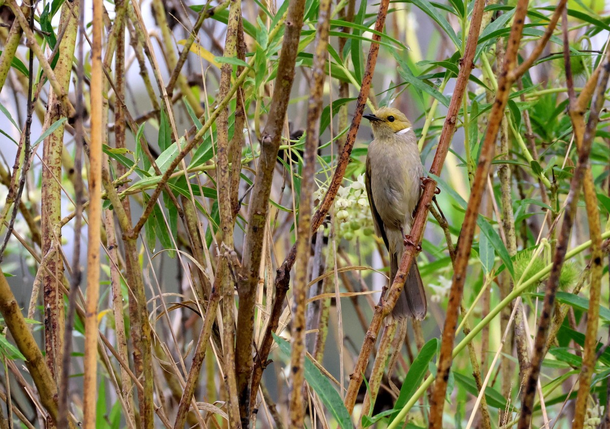 hvitsmykkehonningeter - ML645342104