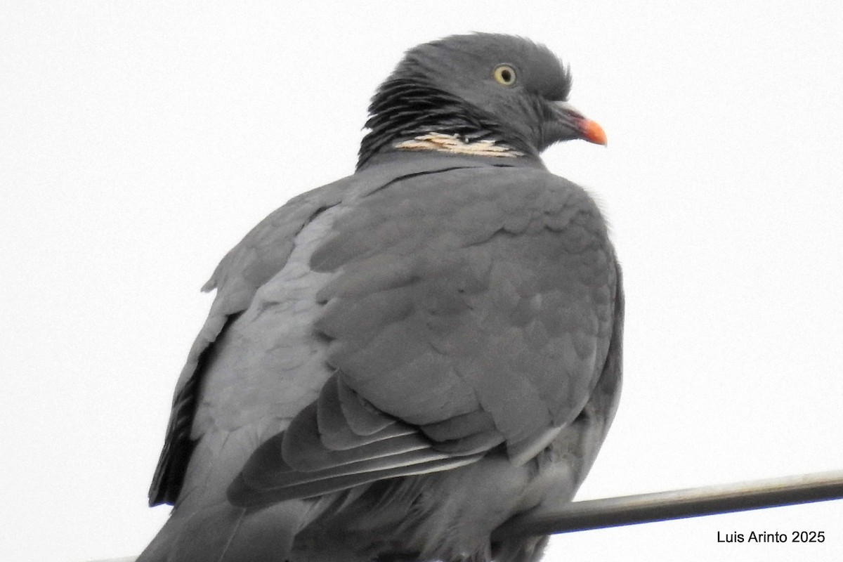 Common Wood-Pigeon - ML645342105