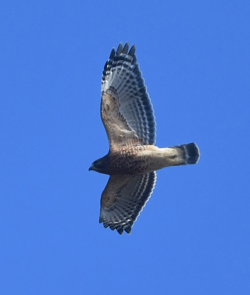 Red-shouldered Hawk - ML645342113