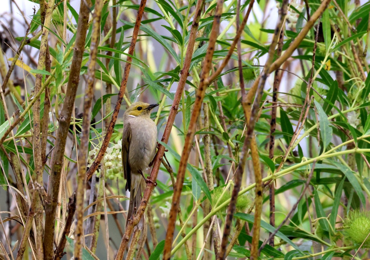 hvitsmykkehonningeter - ML645342114