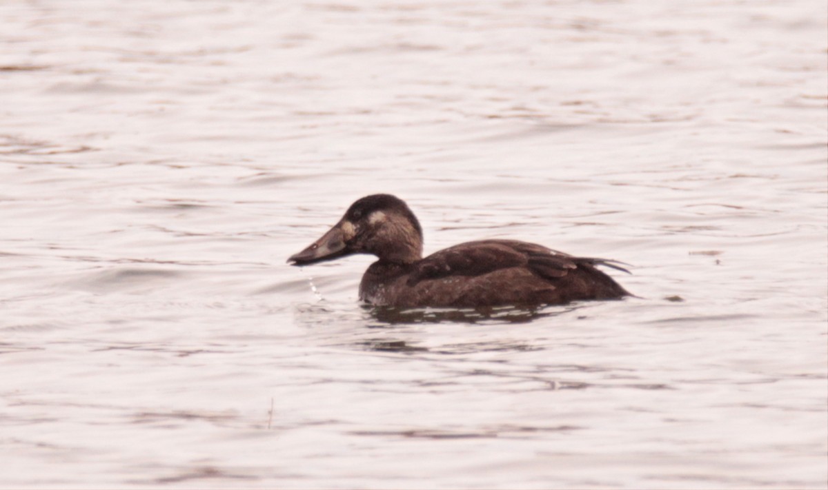Surf Scoter - ML645342120