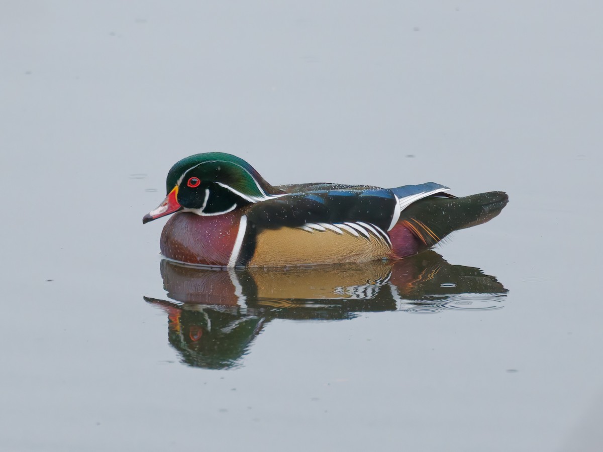 Canard branchu - ML645342133