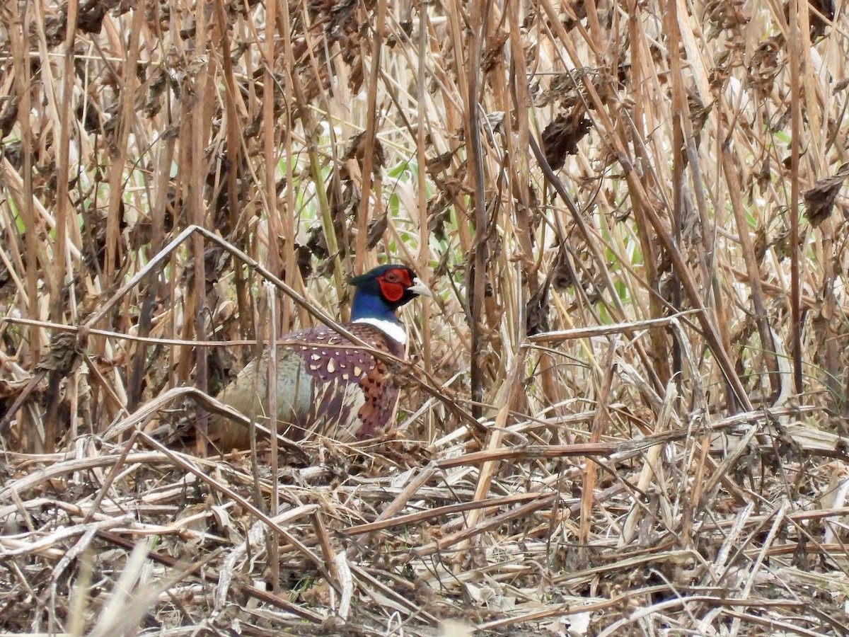 Ring-necked Pheasant - ML645342136