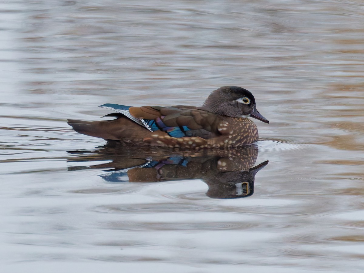 Canard branchu - ML645342139