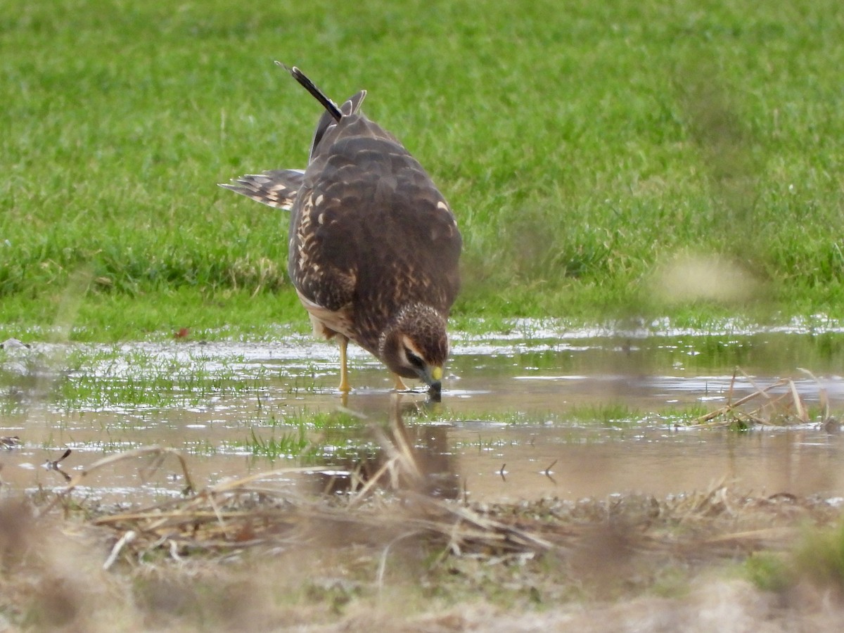 Northern Harrier - ML645342154