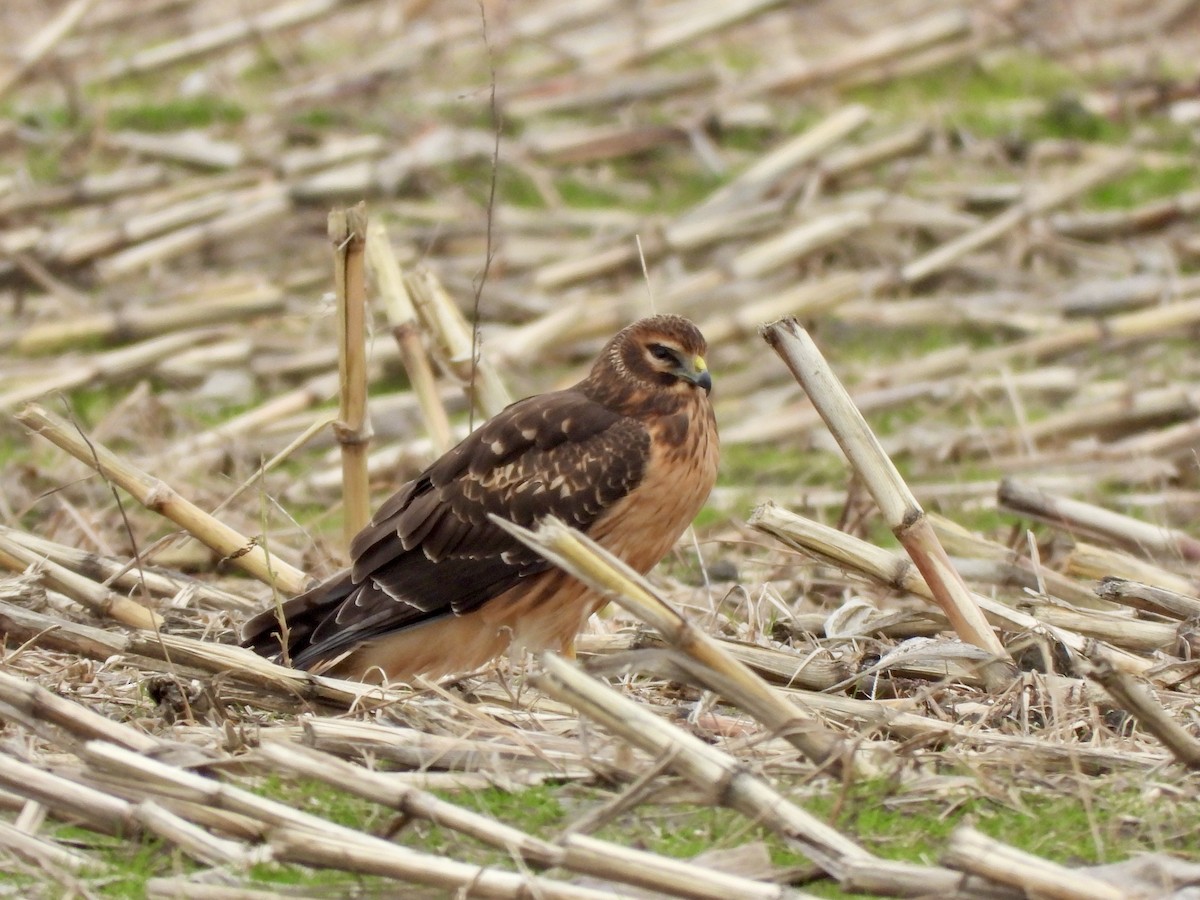 Northern Harrier - ML645342155