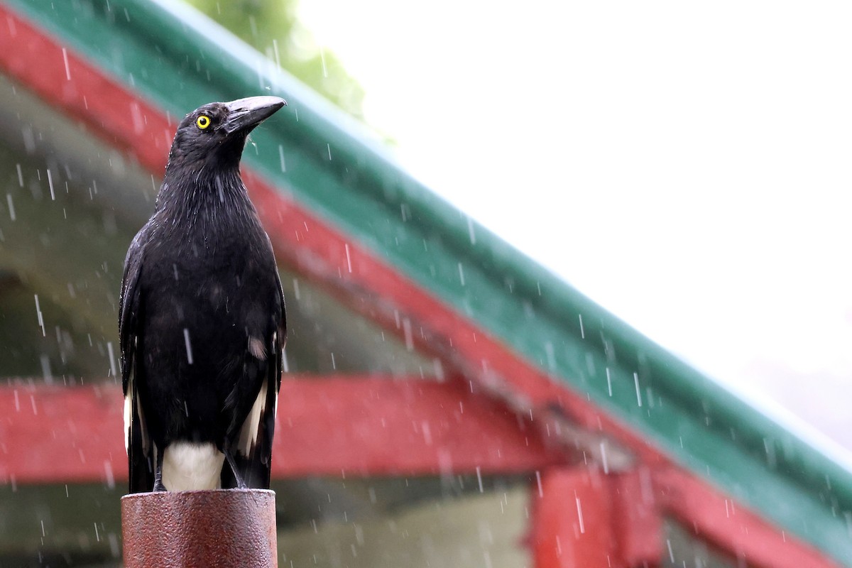 Pied Currawong - ML645342157