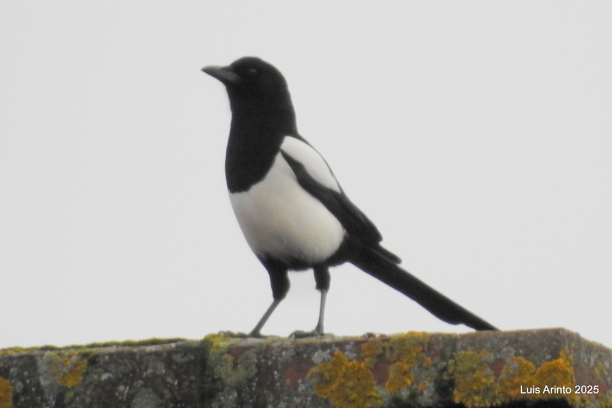 Eurasian Magpie - ML645342160