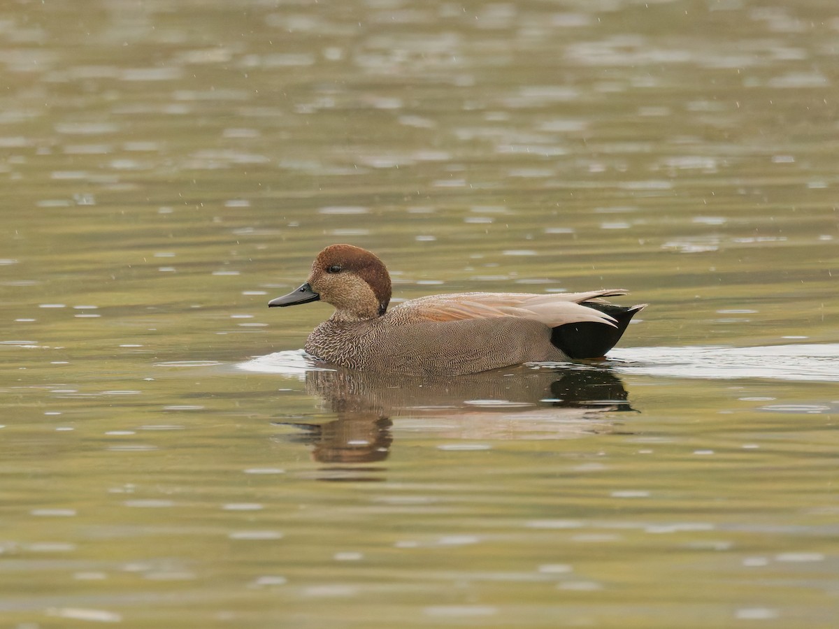 Gadwall - ML645342162