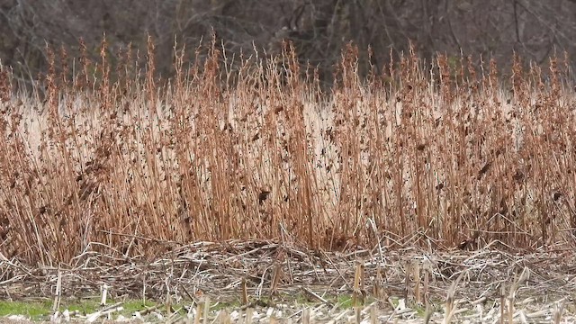 アメリカハイイロチュウヒ - ML645342163