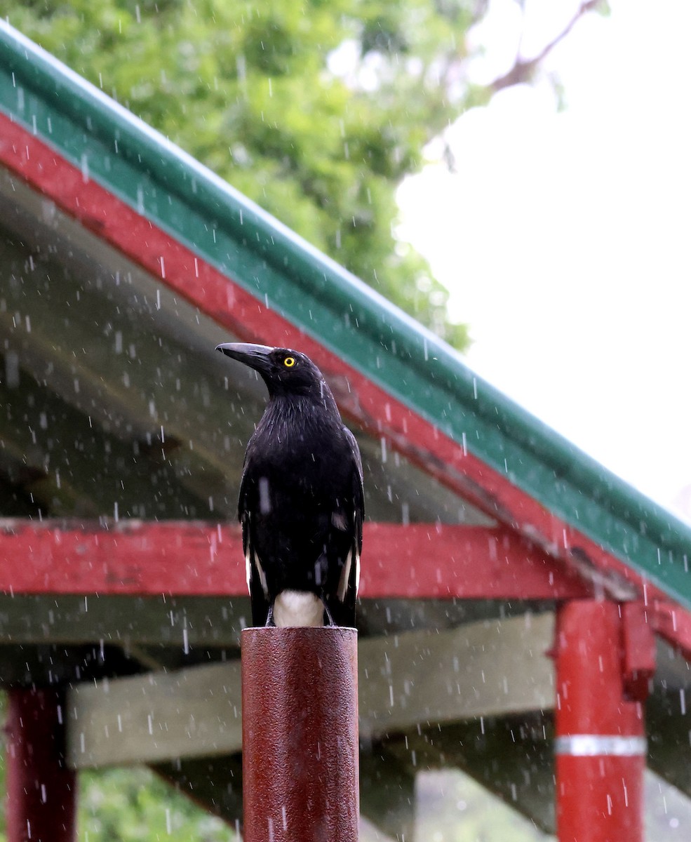Pied Currawong - ML645342166