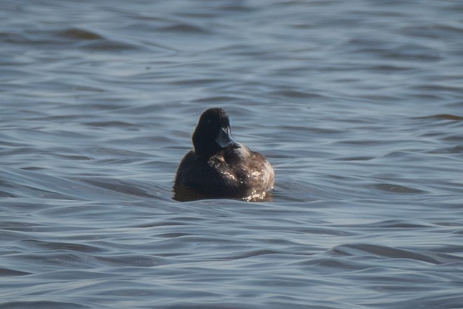 Greater Scaup - ML645342167