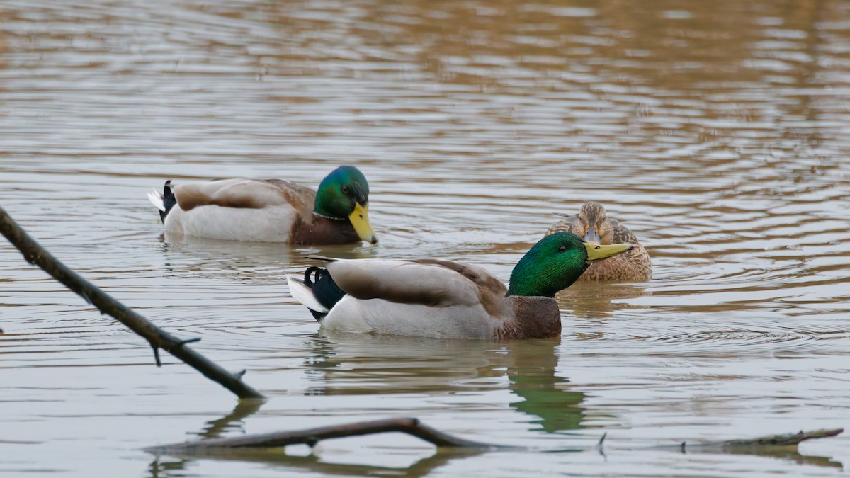 Mallard - ML645342199