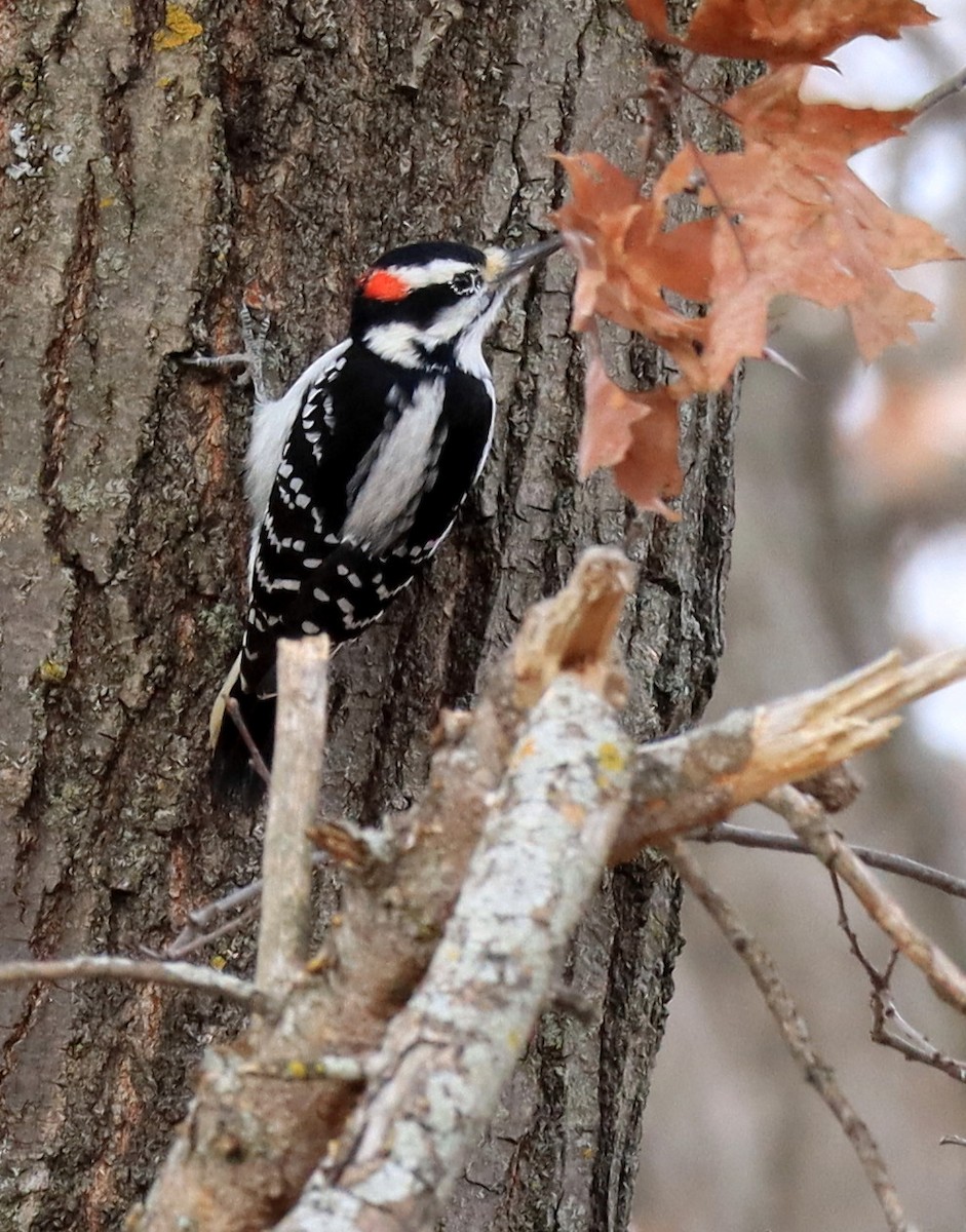 Downy Woodpecker - ML645342200