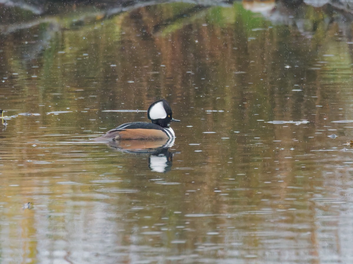 Hooded Merganser - ML645342209