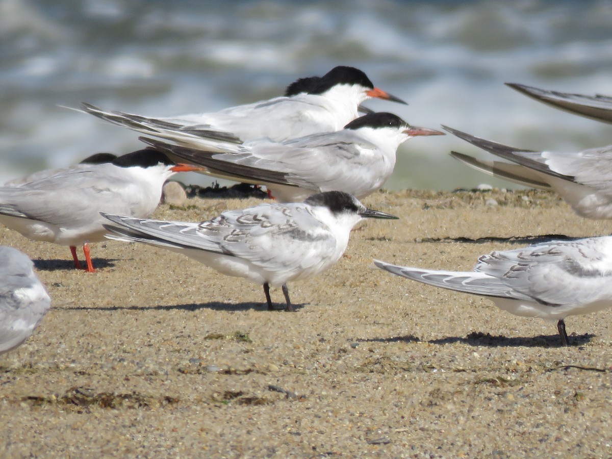 Roseate Tern - ML645342210
