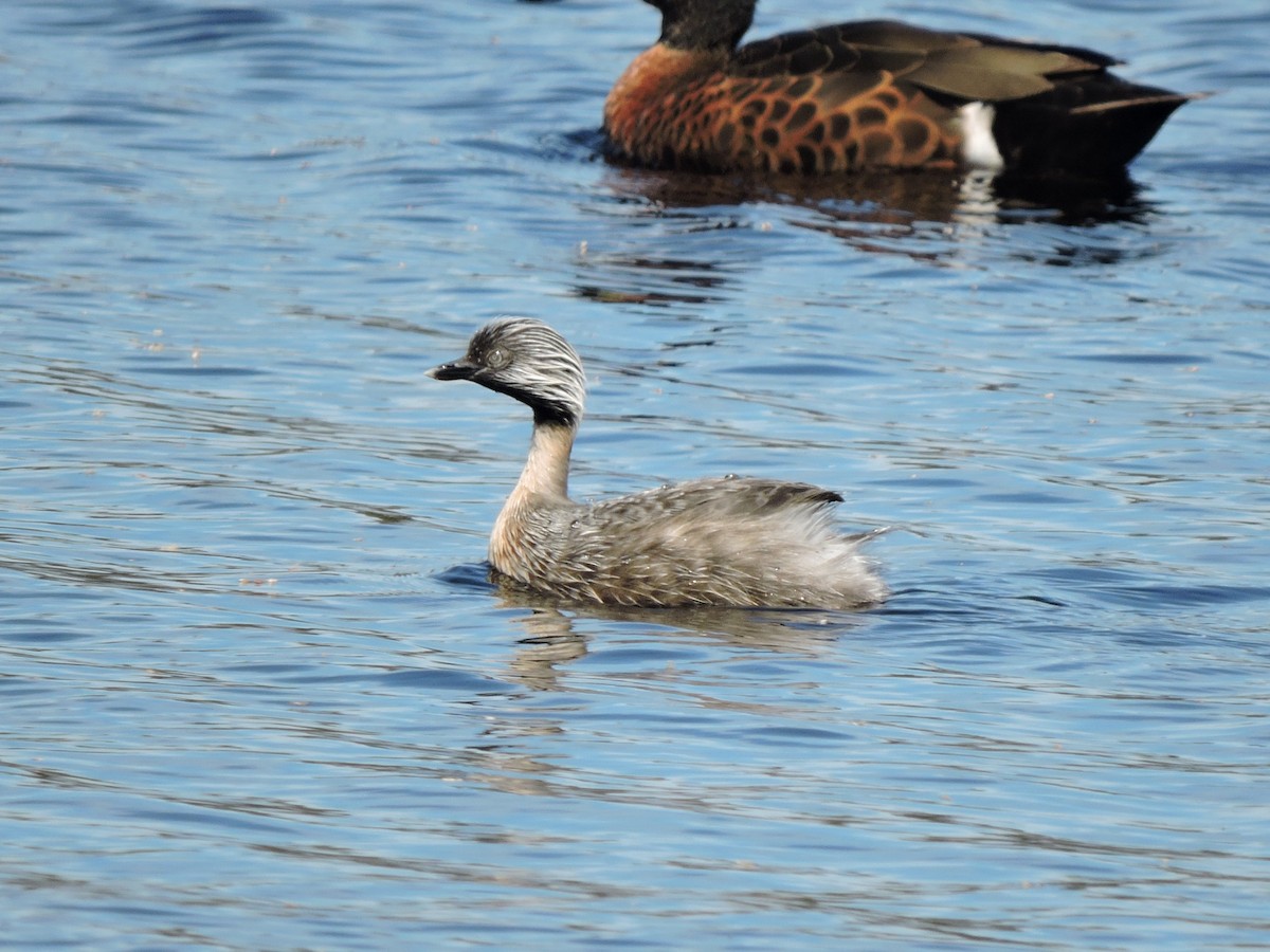 Grèbe argenté - ML645342212