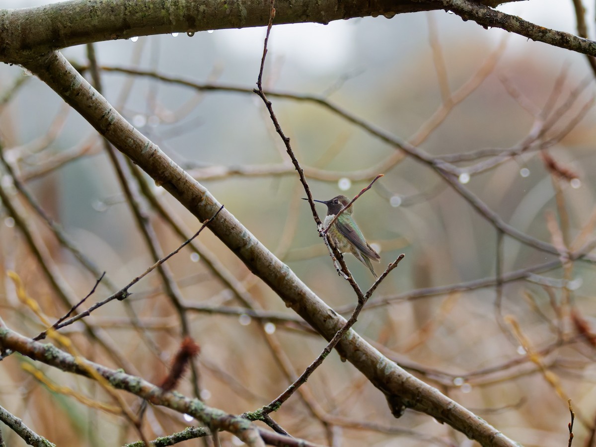 Anna's Hummingbird - ML645342216