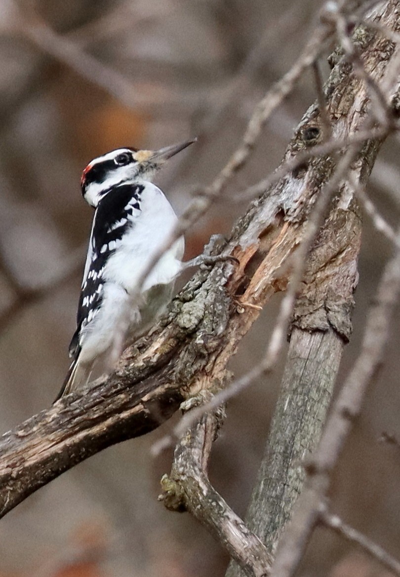 Hairy Woodpecker - ML645342221