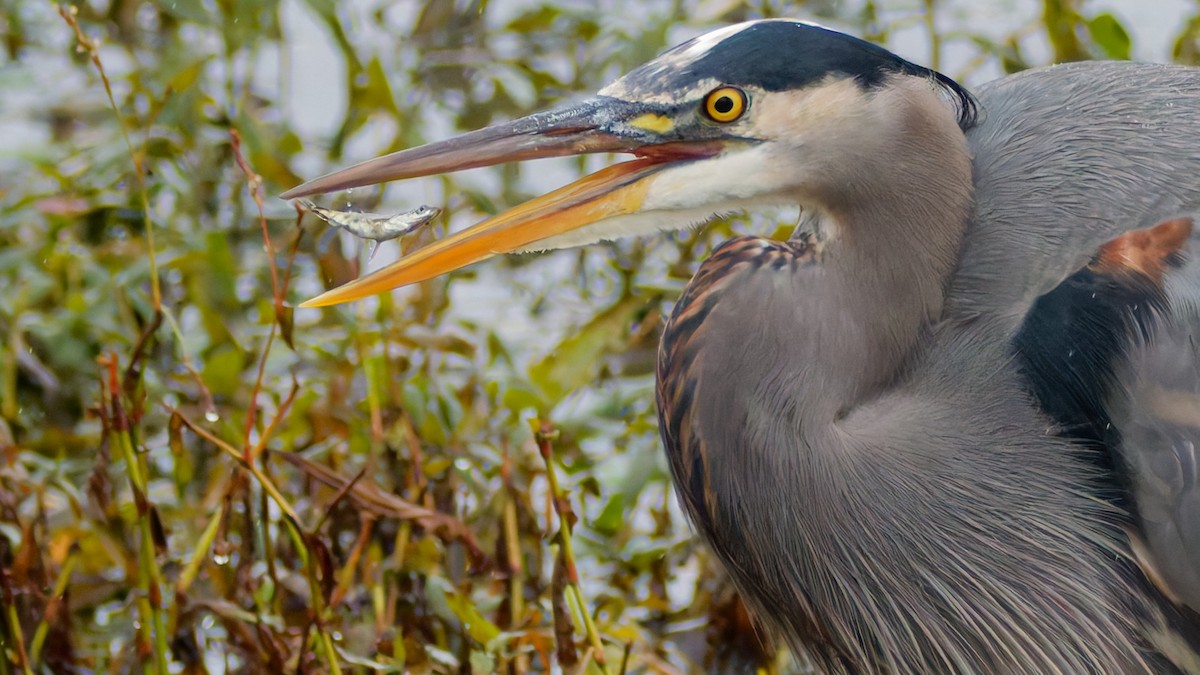 Great Blue Heron - ML645342226