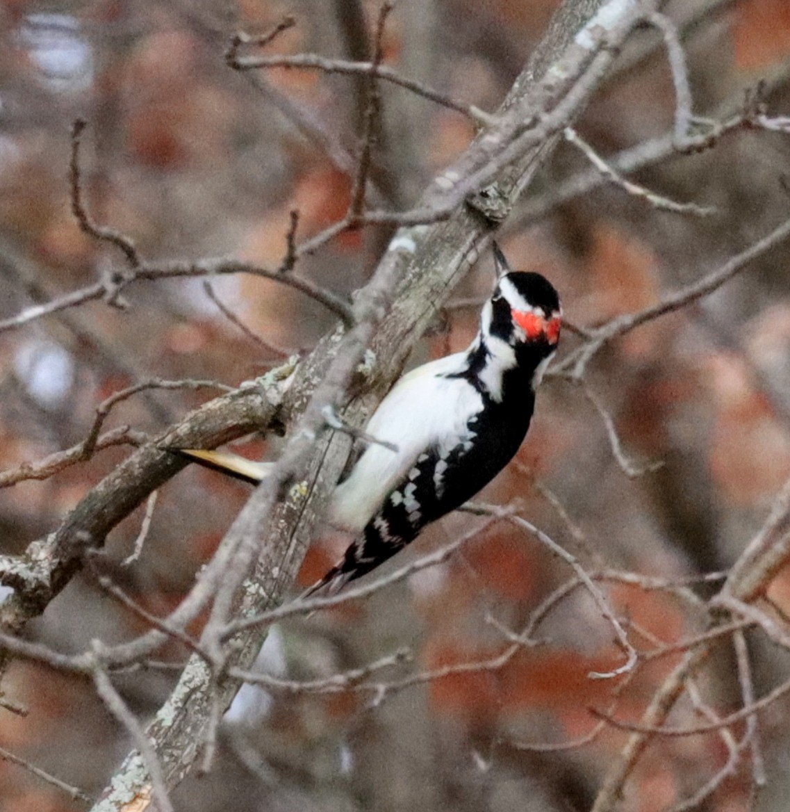 Hairy Woodpecker - ML645342235